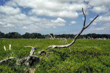 Fototapeta na wymiar parc national des Everglades, Floride, États Unis, USA