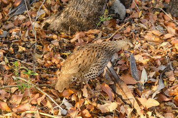 Francolin du Natal,.Pternistis natalensis, Natal Spurfowl