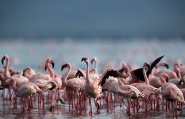 Lesser Flamingos at Bogoria lake resting, preening