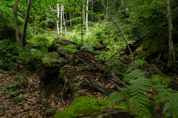 bosque