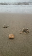 Corals lie at the edge of the sea. Broken coral brought by the waves from sea to shore.