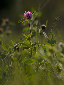 Fleur rose et mauve, sauvage dans une prairie en friche en bordure de for&ecirc;t au printemps dans le sud de la France, en C&eacute;vennes.