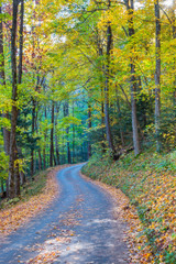 Fall Color Along The Roaring Fork Motor Nature Trail, Great Smoky Mountains National Park, Tennessee, USA