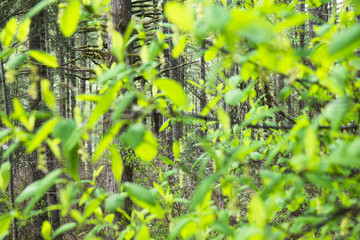 Springtime beginning, whirlwind of green