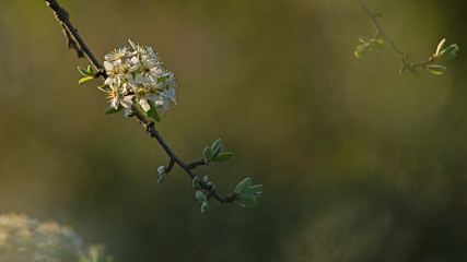Branche d'arbre fruitier en fleurs blanches au printemps dans la lumière de fin de journée dans un sous-bois..
