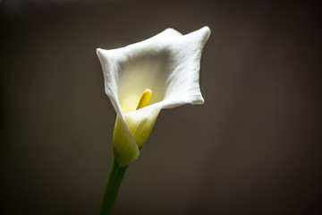 Calla lily plant with a long green stem against a white sheer curtain. The flower has a trumpet-shaped, white, fragrant, and outward-facing flower.  The leaves have green veins running through them.