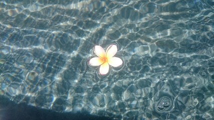 Tropical frangipani flower floating in blue water