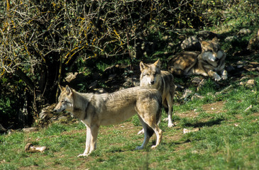 Loup, Canis lupus