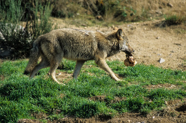 Loup, Canis lupus
