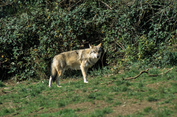 Loup, Canis lupus