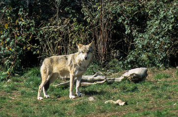 Loup, Canis lupus