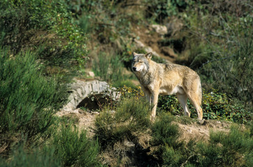 Loup, Canis lupus
