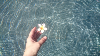 hand reaches for a white tropical frangipani flower floating in blue water