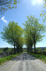 Fototapeta na wymiar Alley road at late spring, almost summer, gravelled road i low perspective with stone wall on the sides.