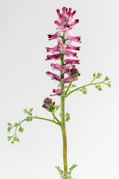 Fumaria officinalis. Tallo, hojas y racimo de peque&ntilde;as flores de la planta Sangre de Cristo, Palomilla.