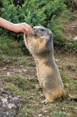 Marmotte des Alpes, Marmota marmota