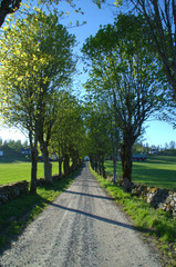 Fototapeta na wymiar Alley road at late spring, almost summer, gravelled road and stone walls. 