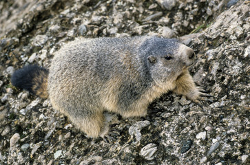 Marmotte des Alpes, Marmota marmota