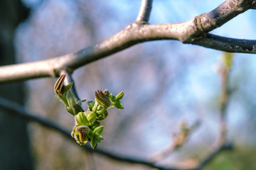 Bud On Walnut Twig Tree on graphic background