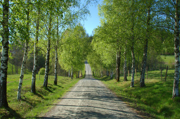 Alley road with birch at late spring, almost summer, gravelled road.