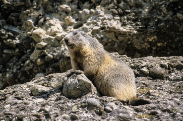 Marmotte des Alpes, Marmota marmota