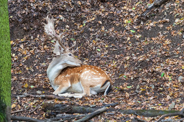 Fallow Deer - Dama dama lies on the ground © Roman Bjuty