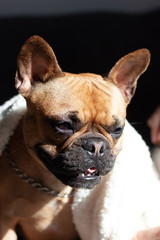 Close up to happy French Bulldog