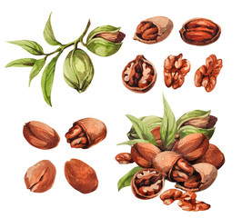 Pecan. Hand drawing-watercolor set. It can be used for postcards, stickers, encyclopedias, menus, ingredients of dishes. Style design for the label, cover, prints for some surfaces.