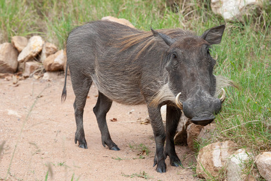  A closeup of a common warthog (Phacochoerus africanus) female on a foot path during the rainy season in the South African bushveld.