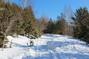 path in a winter snowy forest on a sunny day