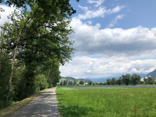 feldfeg mit baum