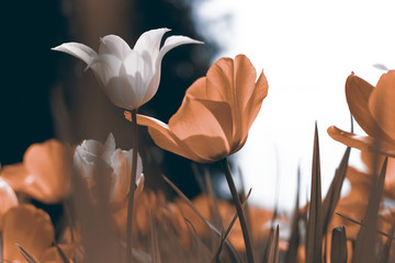 Spring tulips in the park