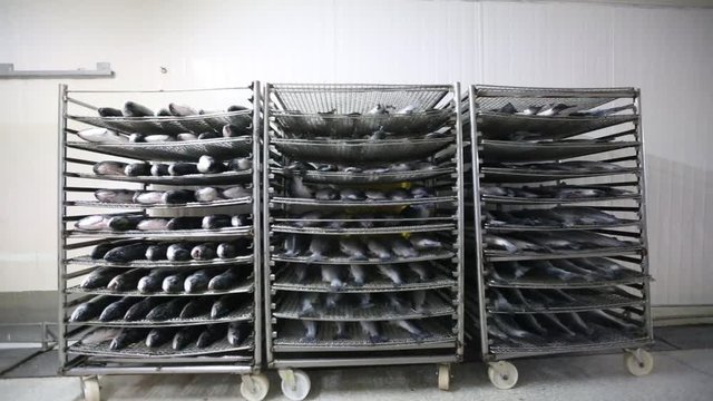  Tilt down shot of salmon is arranged on a shelf in the food factory