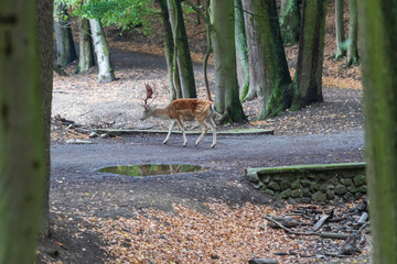 Fallow Deer - Dama dama goes among the trees. © Roman Bjuty