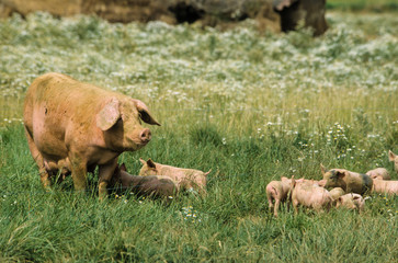 Porc, cochon, truie, porcelet, Sus scrofa domesticus