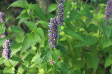 Agastache rugosa is a medicinal and ornamental plant. They are commonly known as Korean Mint. Herbs in the garden.