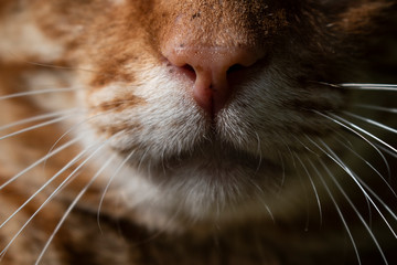 Orange Cat close-up