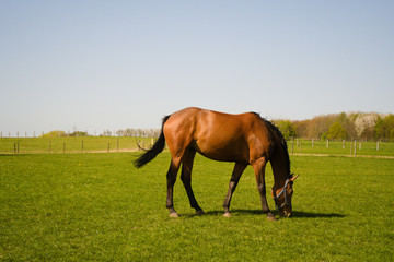 Beautiful brown horse eating grass alone in the afternoon