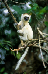 Propithèque de Verreaux, Propithecus verreauxi, Madagascar
