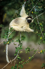 Propithèque de Verreaux, Propithecus verreauxi, Madagascar