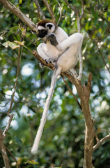 Propithèque de Verreaux, Propithecus verreauxi, Madagascar