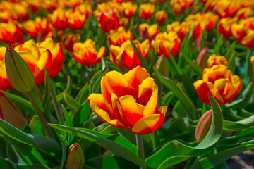 Tulips in an agricultural field below a blue sky in sunlight in spring