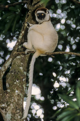 Propithèque de Verreaux, Propithecus verreauxi, Madagascar