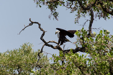 Pygargue vocifère,.Haliaeetus vocifer , African Fish Eagle, Parc national Kruger, Afrique du Sud