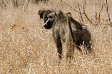 Naklejka na ściany i meble Babouin chacma, Papio ursinus , chacma baboon, Parc national Kruger, Afrique du Sud