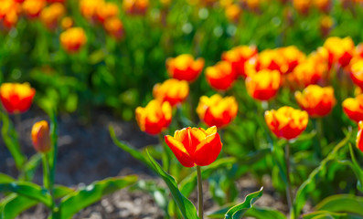 Obraz premium Tulips in an agricultural field below a blue sky in sunlight in spring