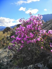 Obraz premium Blooming purple rhododendron Ledebura in the Altai mountains