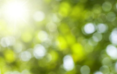 Fototapeta premium Tree.