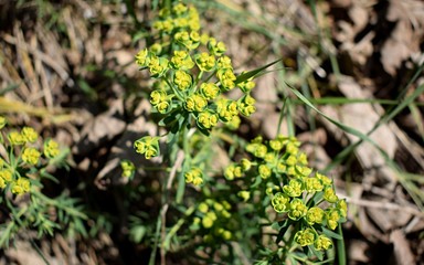 Spurges flowers