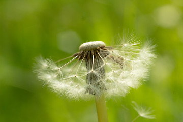 dandelion on a meadow